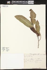 Vallesia aurantiaca image