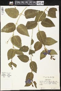 Vinca major image