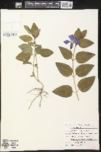 Vinca major image