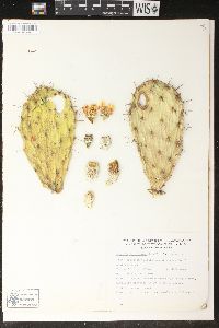 Opuntia fuliginosa image