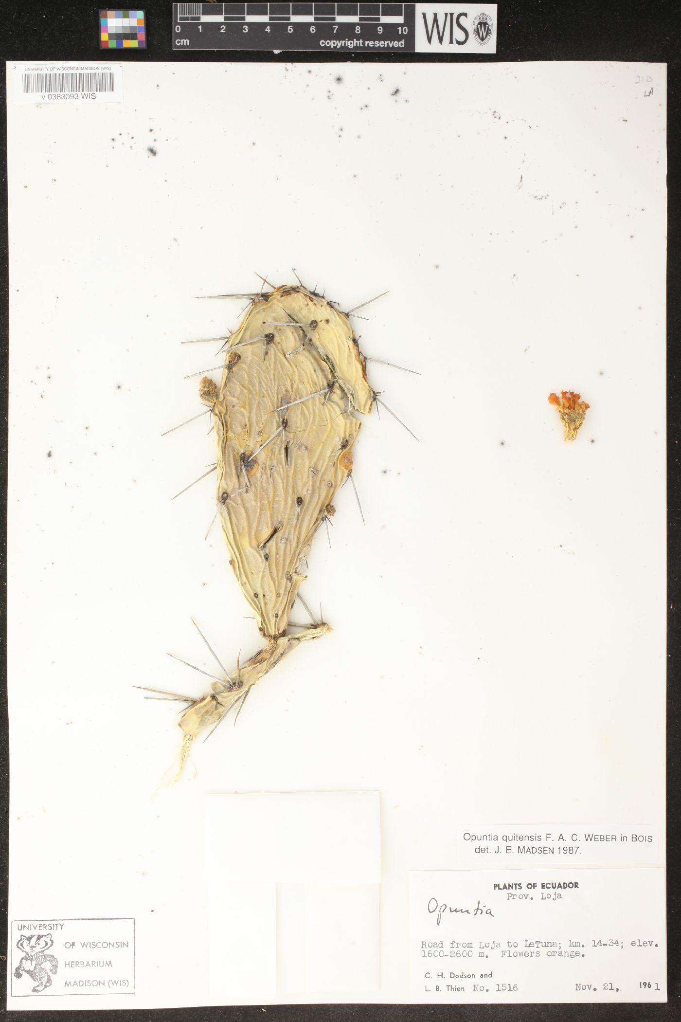 Opuntia quitensis image