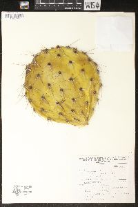Image of Opuntia rastrera