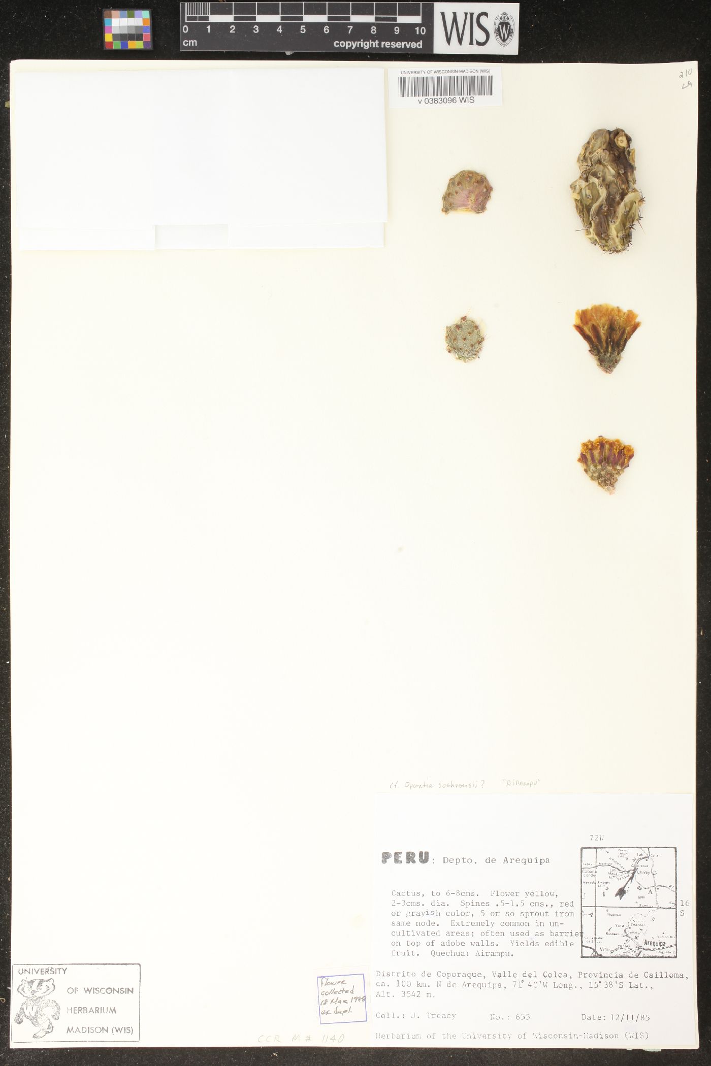 Tunilla soehrensii image