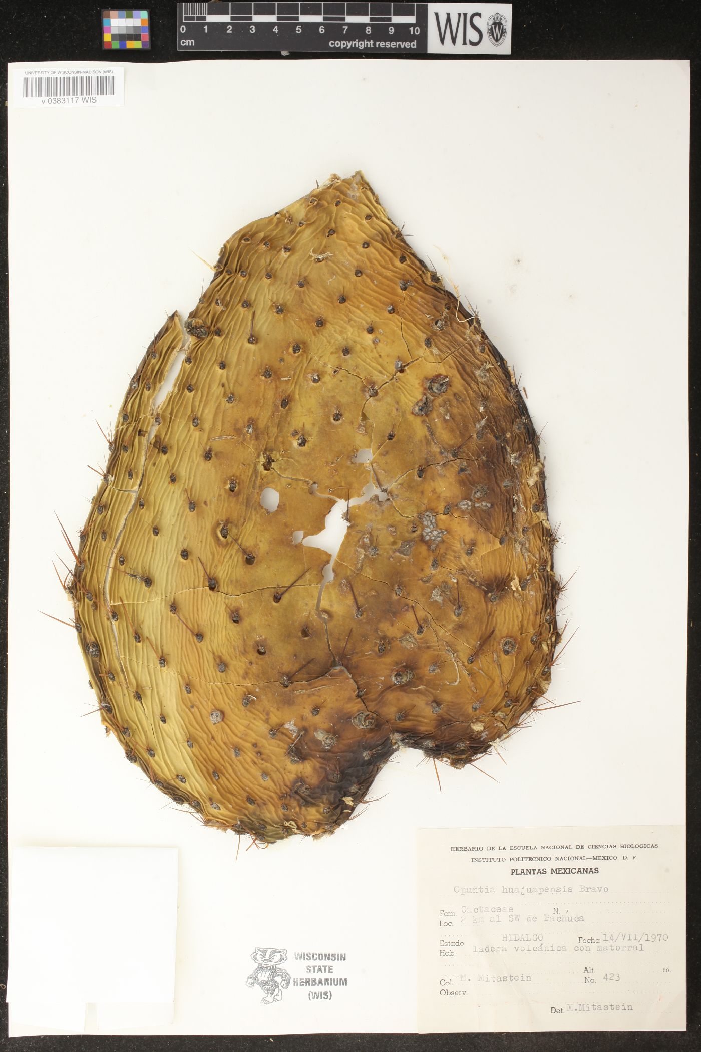 Opuntia huajuapensis image