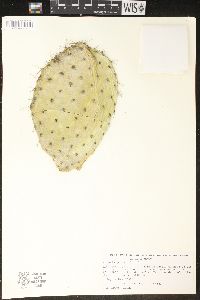 Image of Opuntia joconostle