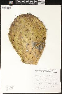 Opuntia joconostle image