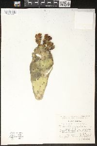 Image of Opuntia lasiacantha