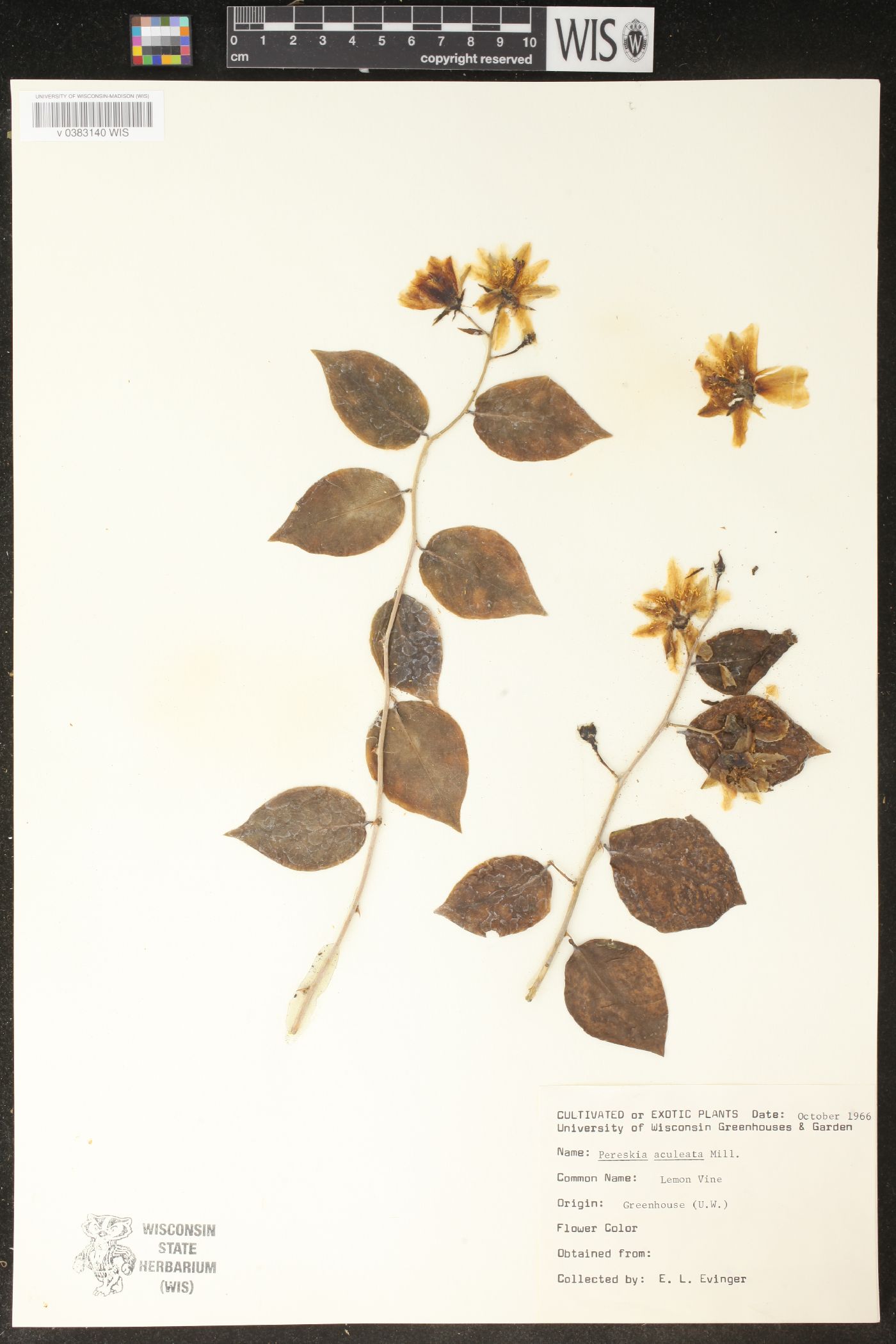 Pereskia aculeata image