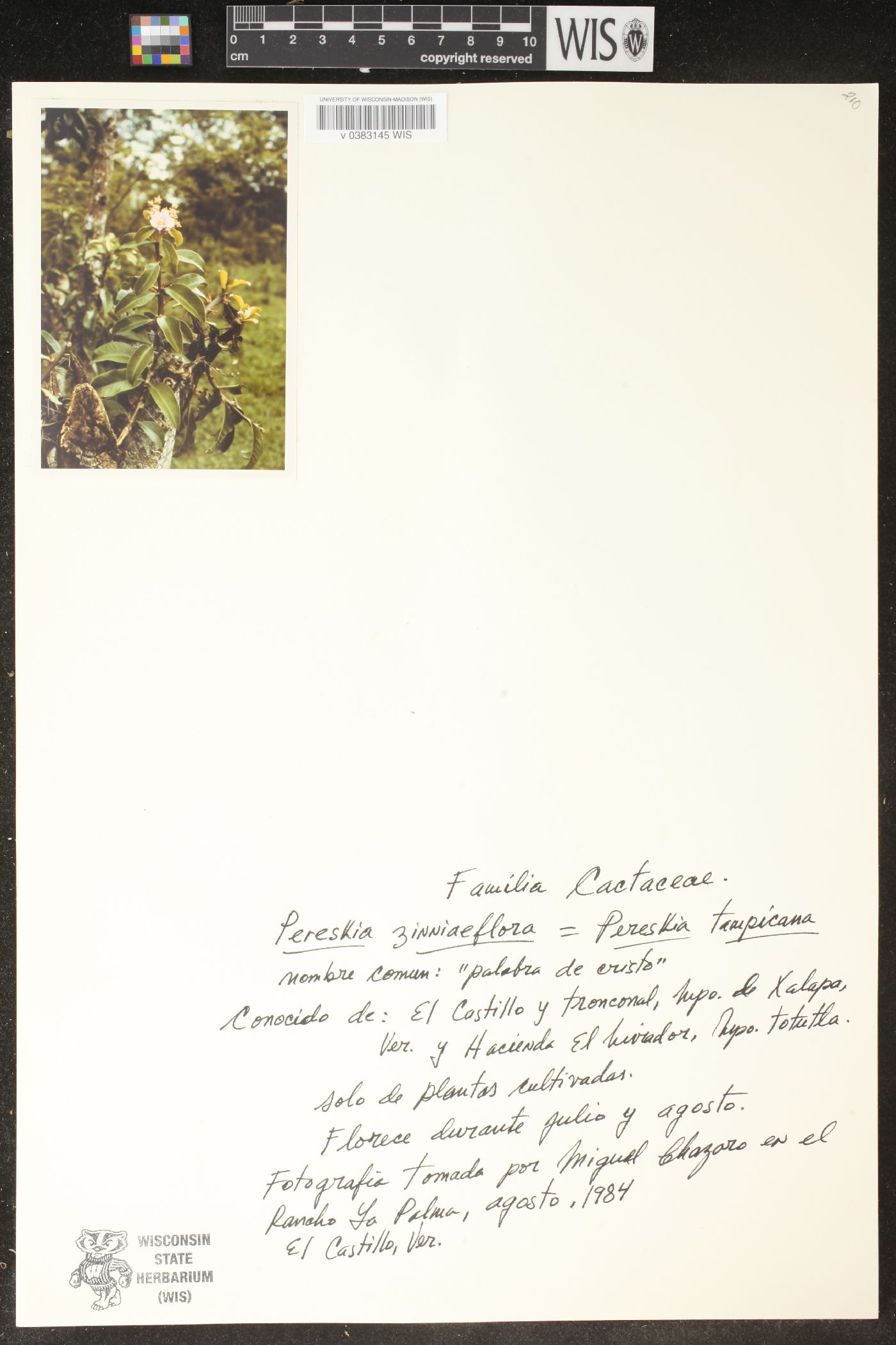 Pereskia grandifolia subsp. grandifolia image
