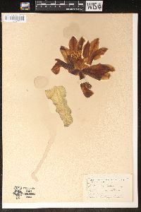 Disocactus ackermannii image