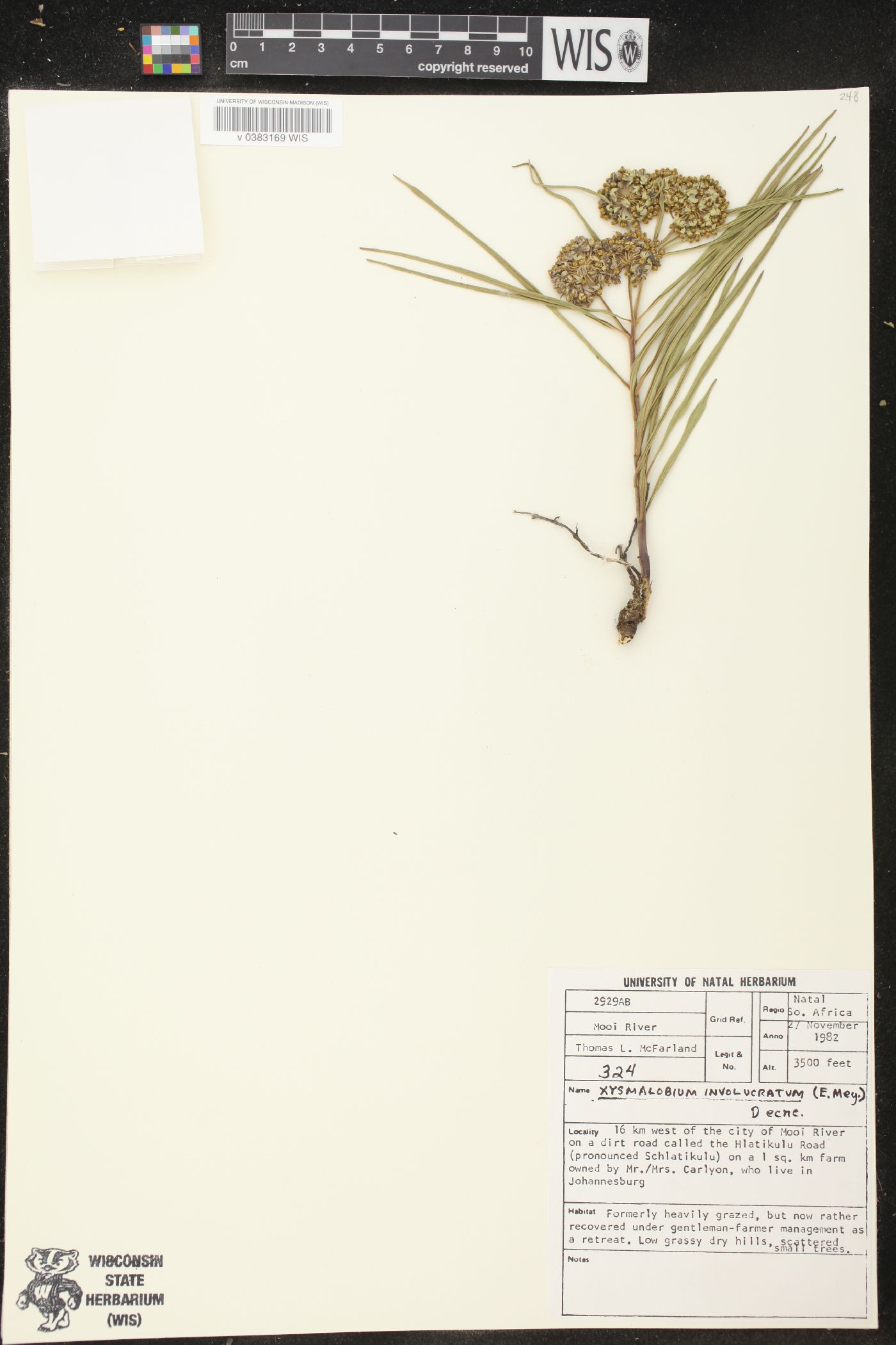 Xysmalobium involucratum image