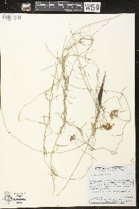 Funastrum cynanchoides image