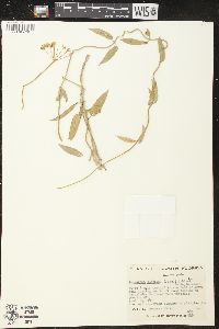 Funastrum clausum image