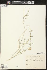 Funastrum heterophyllum image