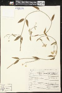 Funastrum clausum image