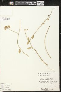 Funastrum clausum image