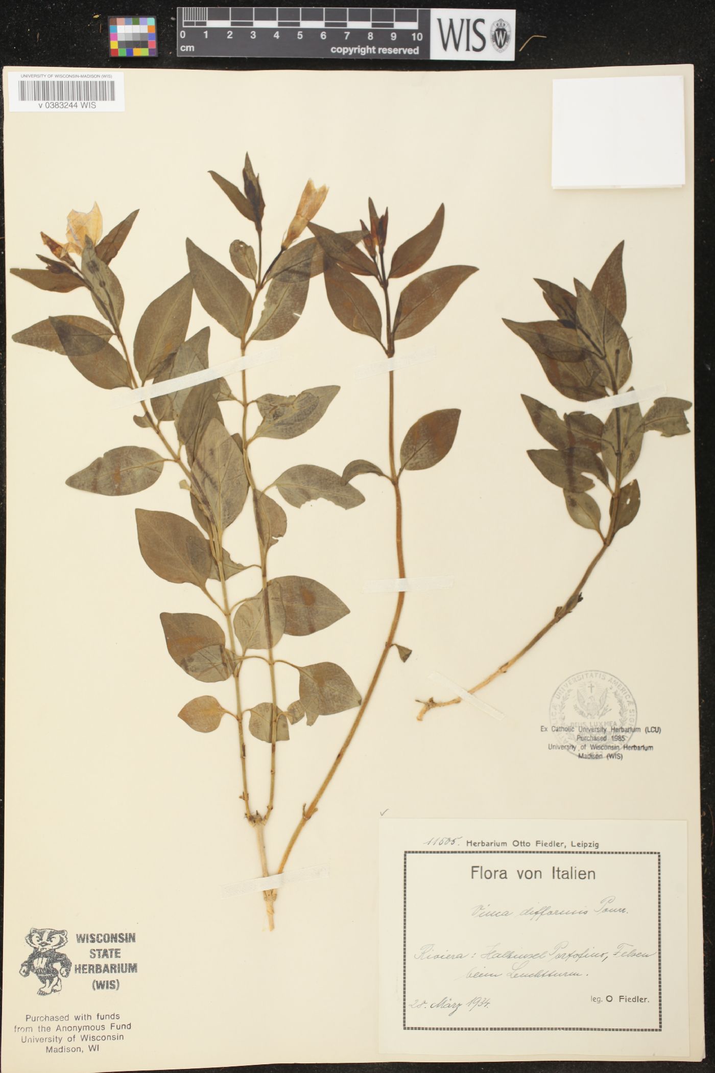 Vinca difformis image