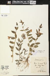 Vinca herbacea image