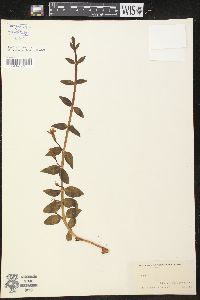 Vinca herbacea image