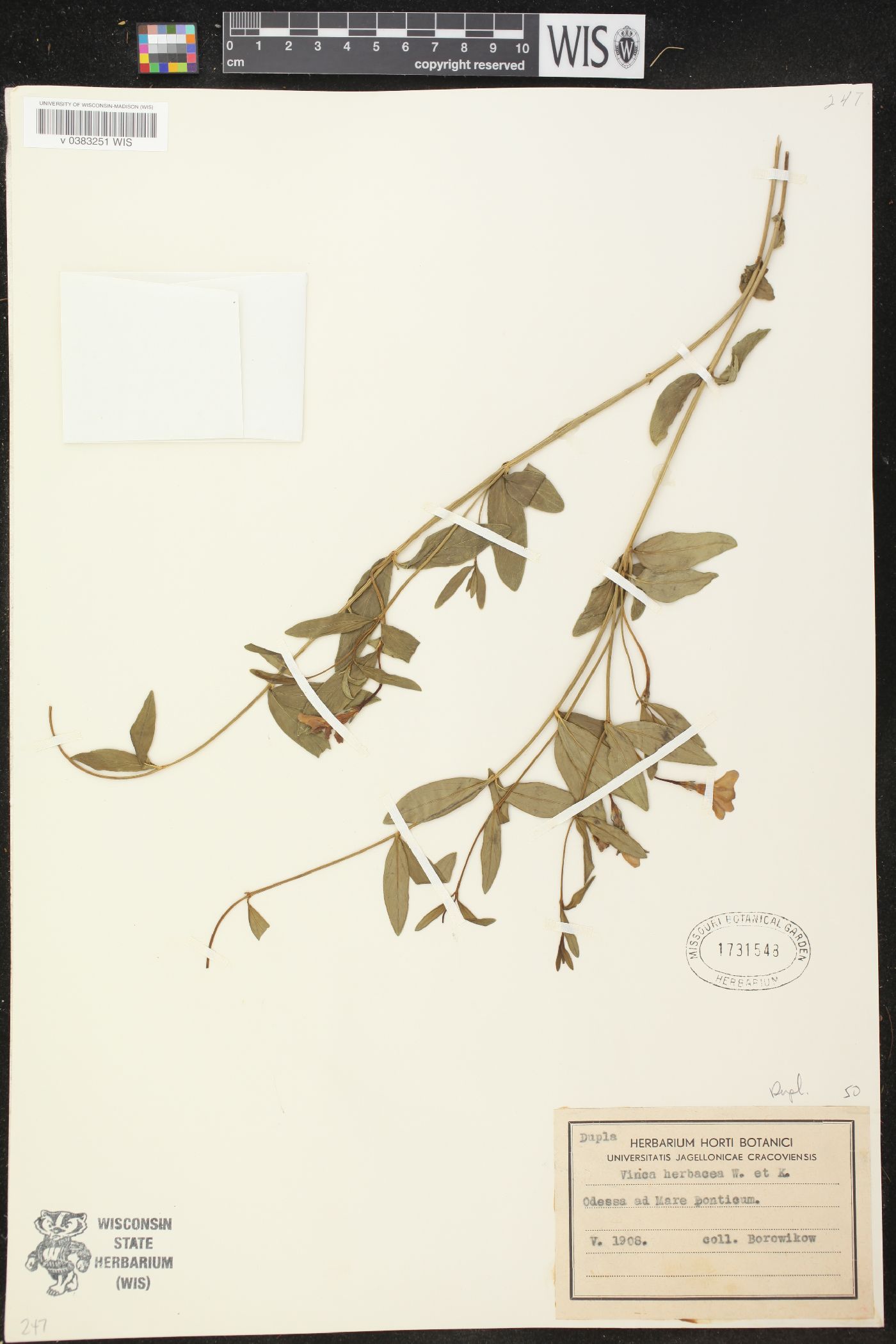 Vinca herbacea image