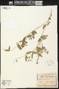 Vinca herbacea image