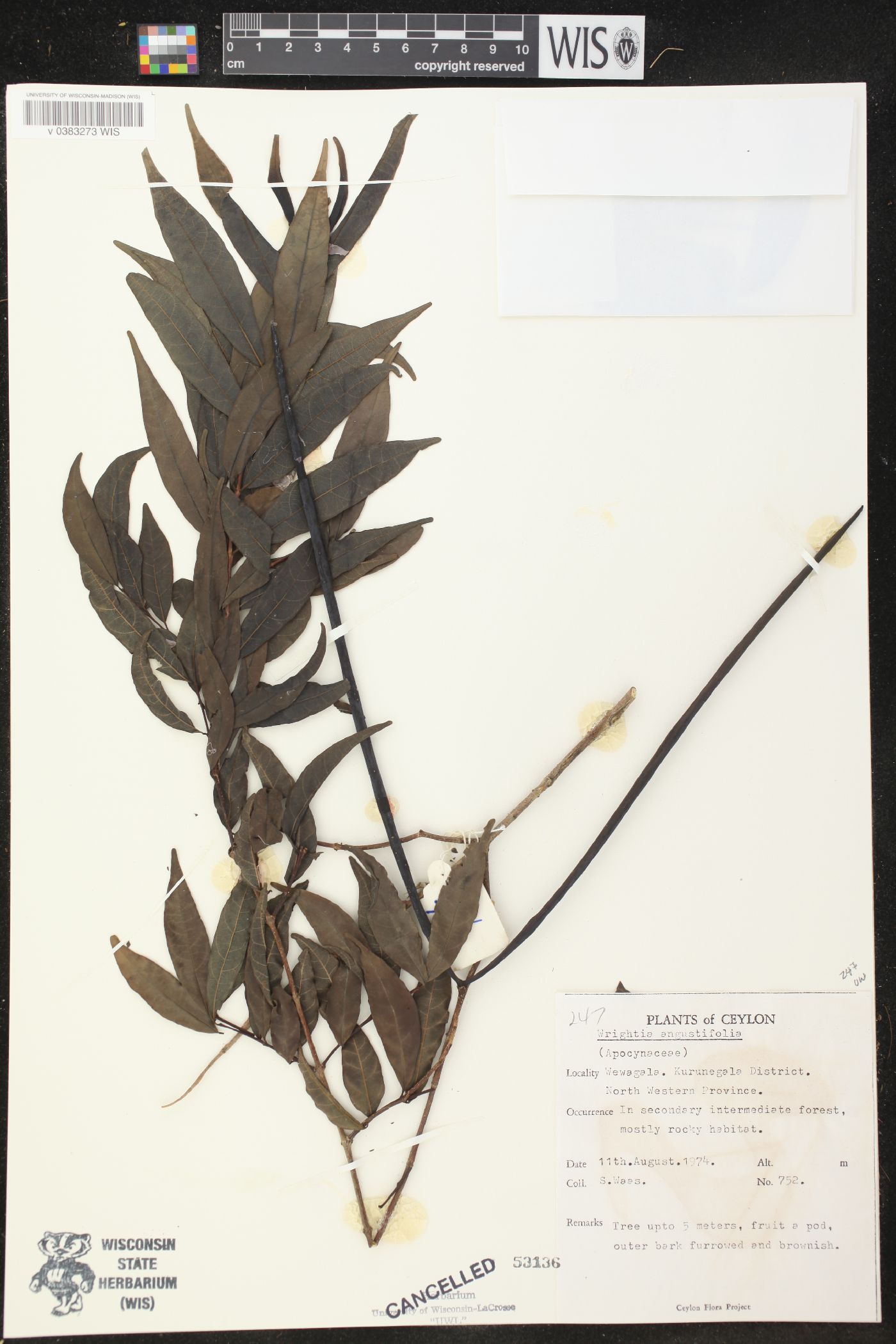 Wrightia angustifolia image