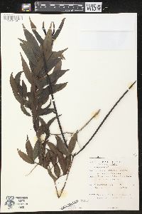 Image of Wrightia angustifolia