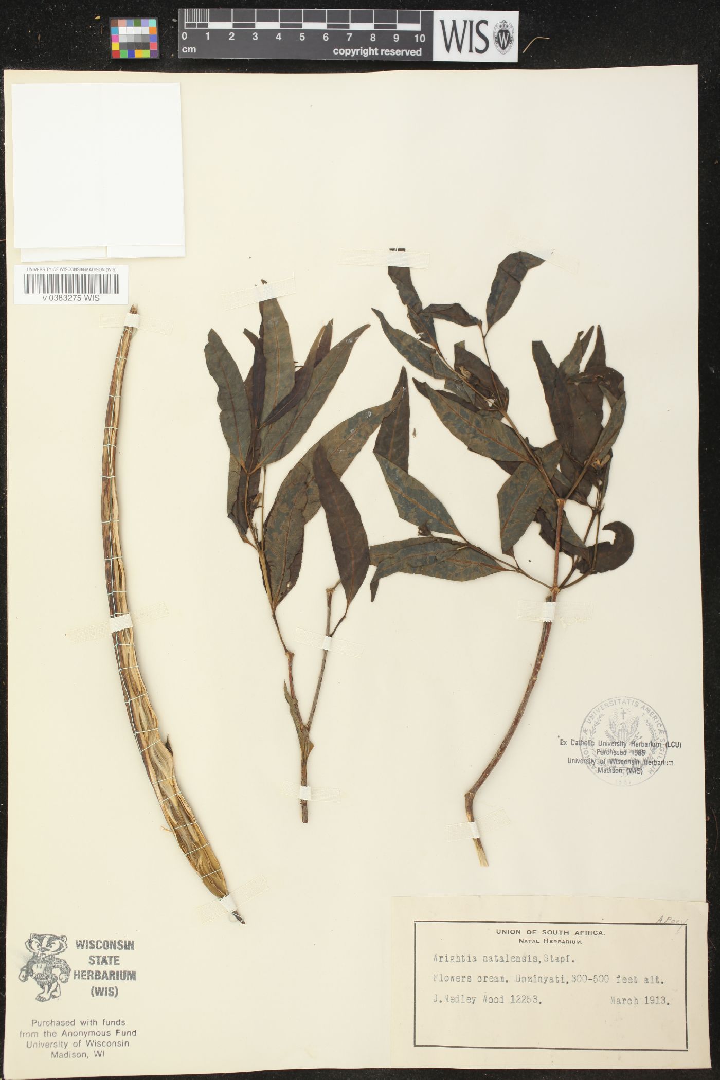 Wrightia natalensis image