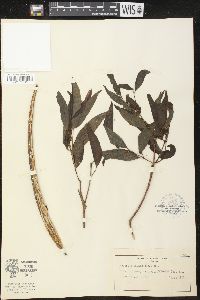 Image of Wrightia natalensis