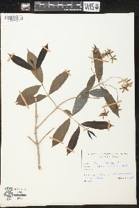 Wrightia tinctoria image