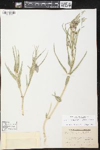 Asclepias brachystephana image