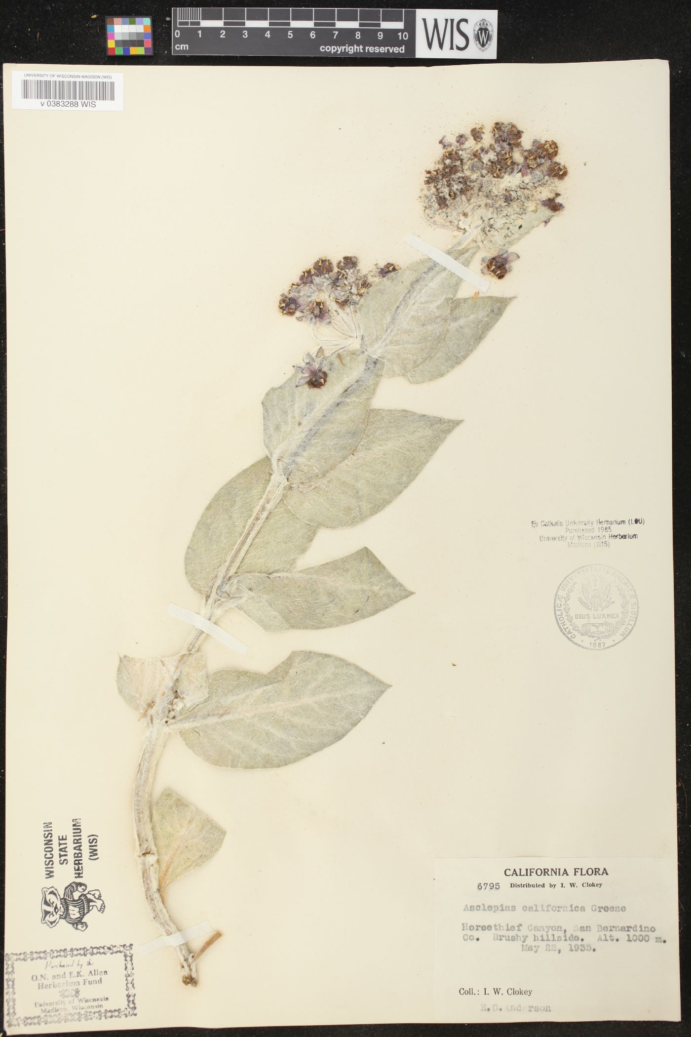 Asclepias californica image