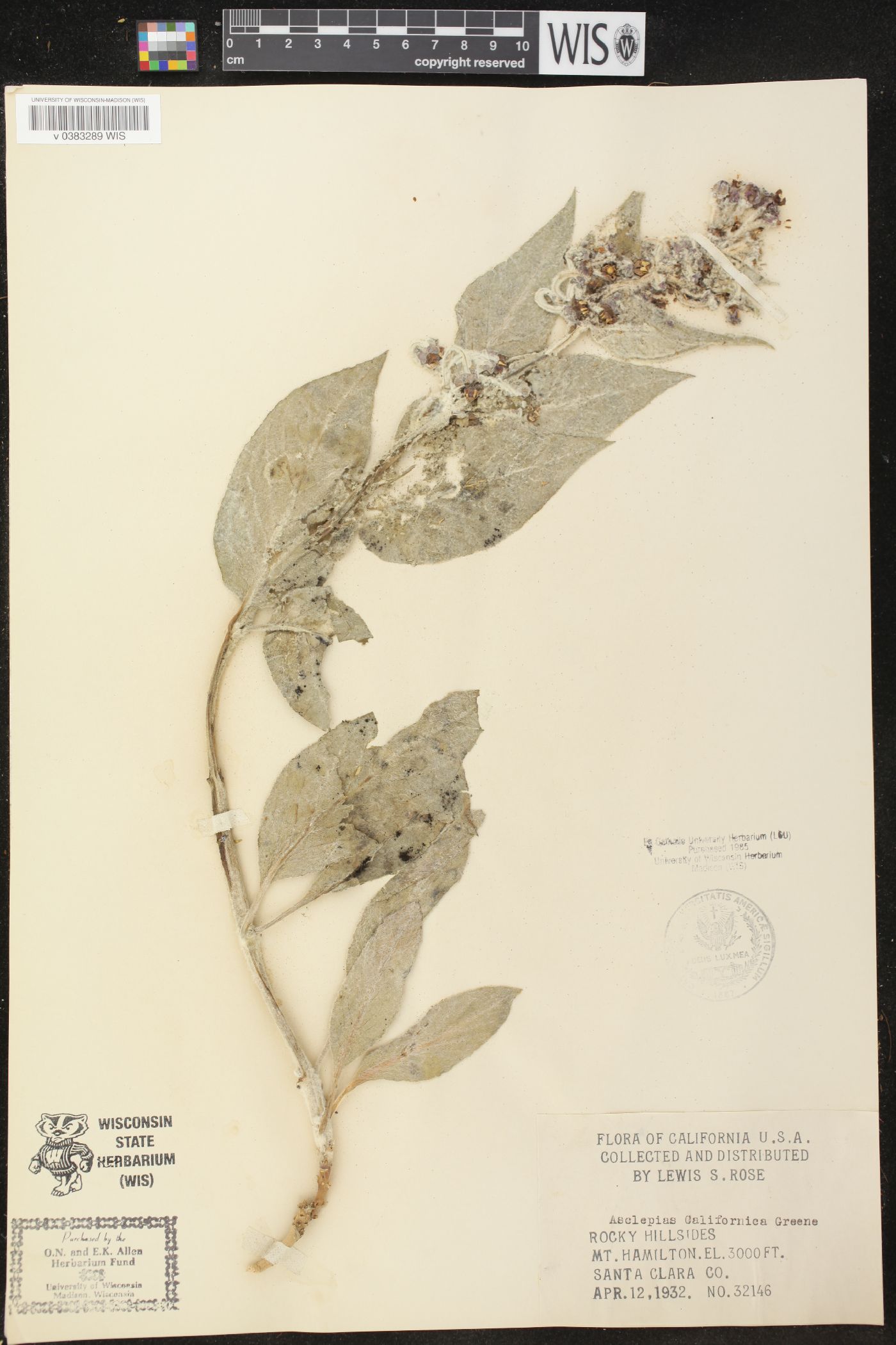 Asclepias californica image