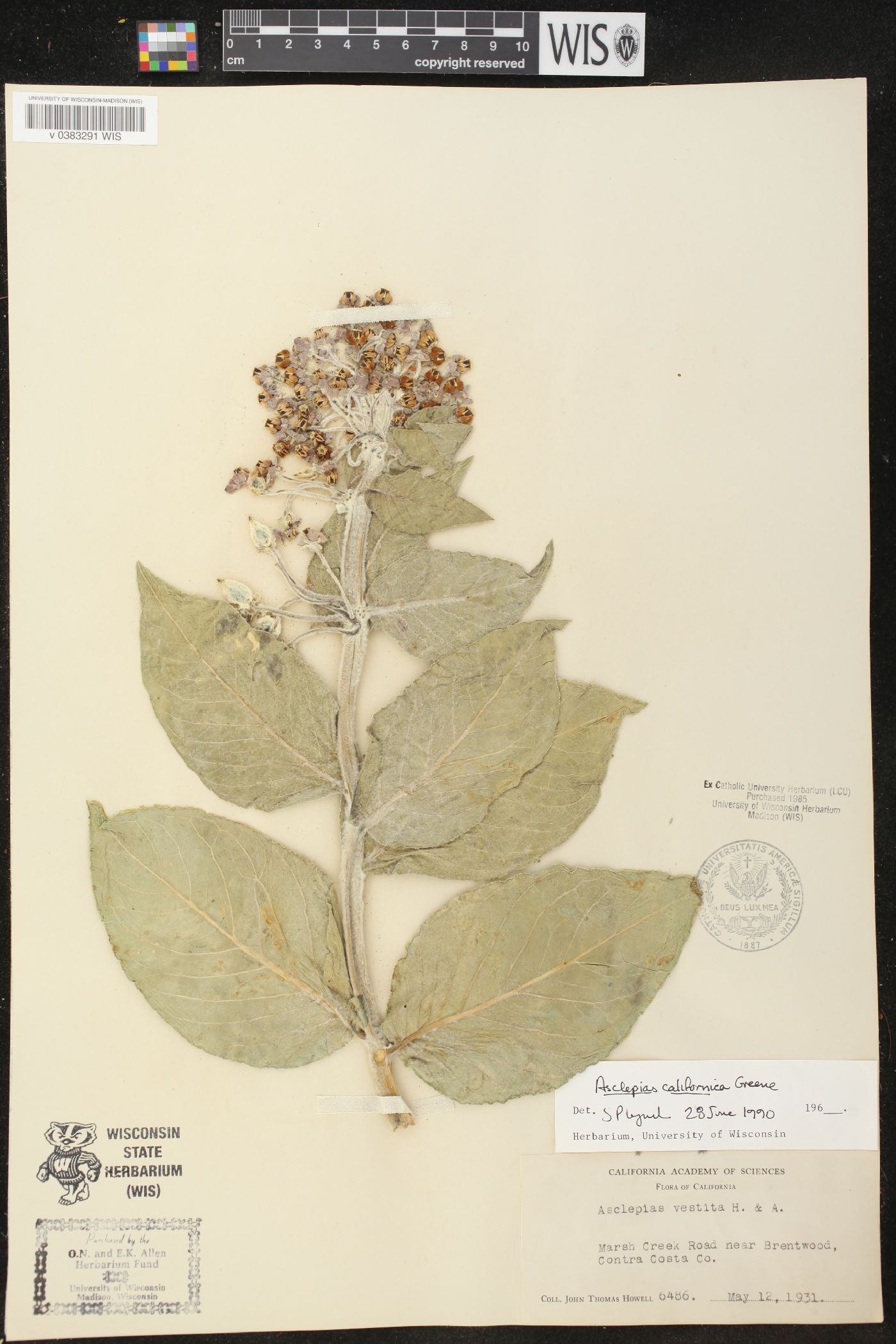 Asclepias californica image