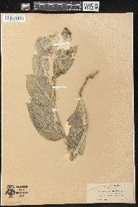 Asclepias californica subsp. greenei image