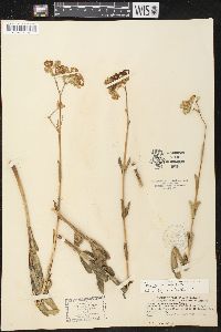 Asclepias connivens image