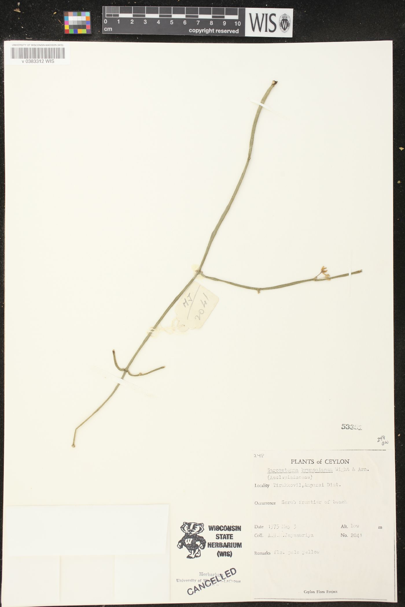 Cynanchum viminale image