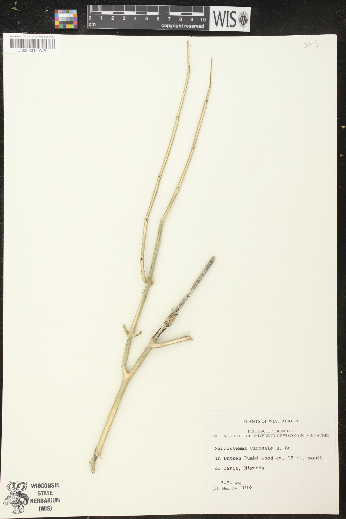 Sarcostemma viminale image