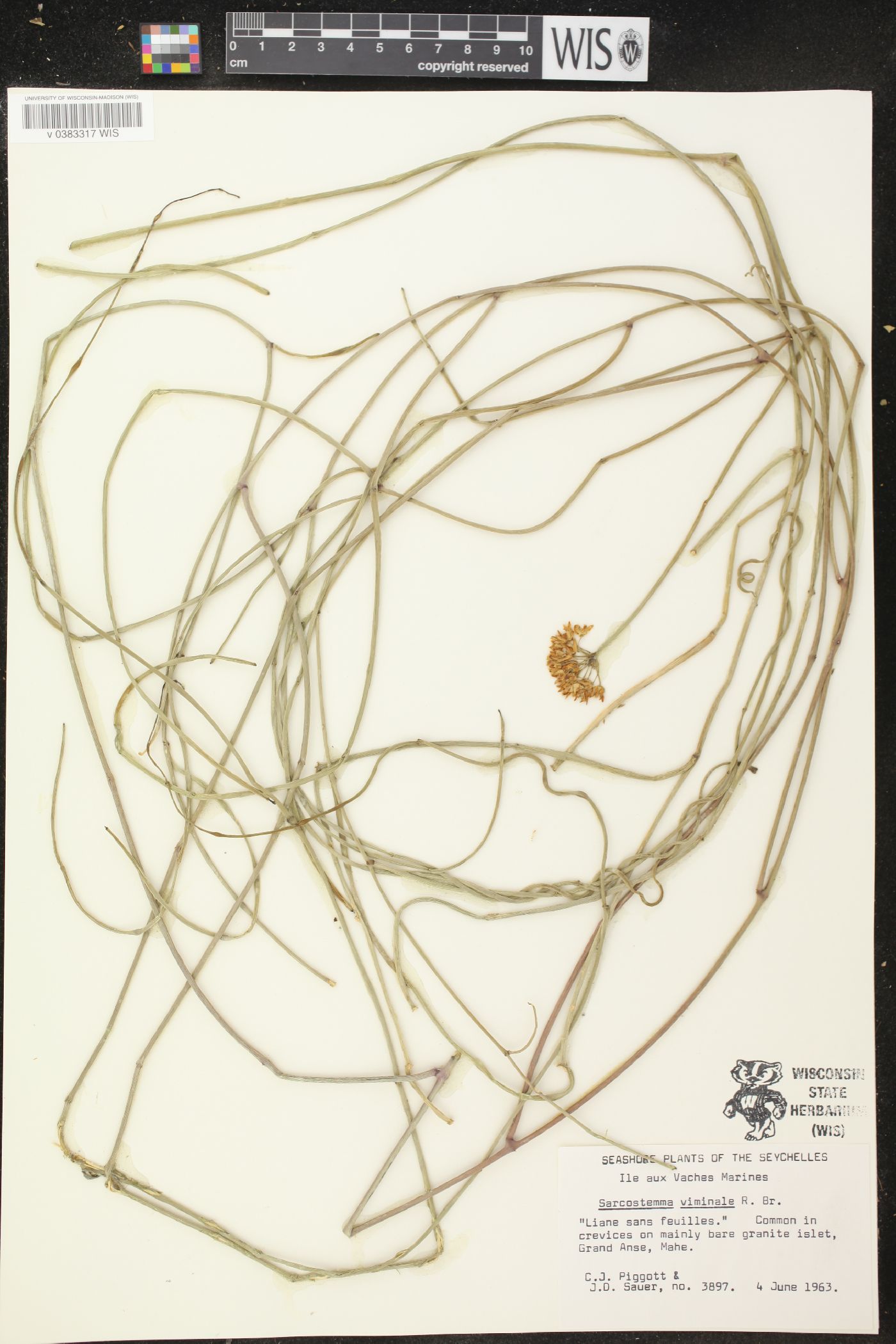 Sarcostemma image