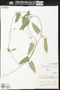 Image of Oxypetalum pubescens