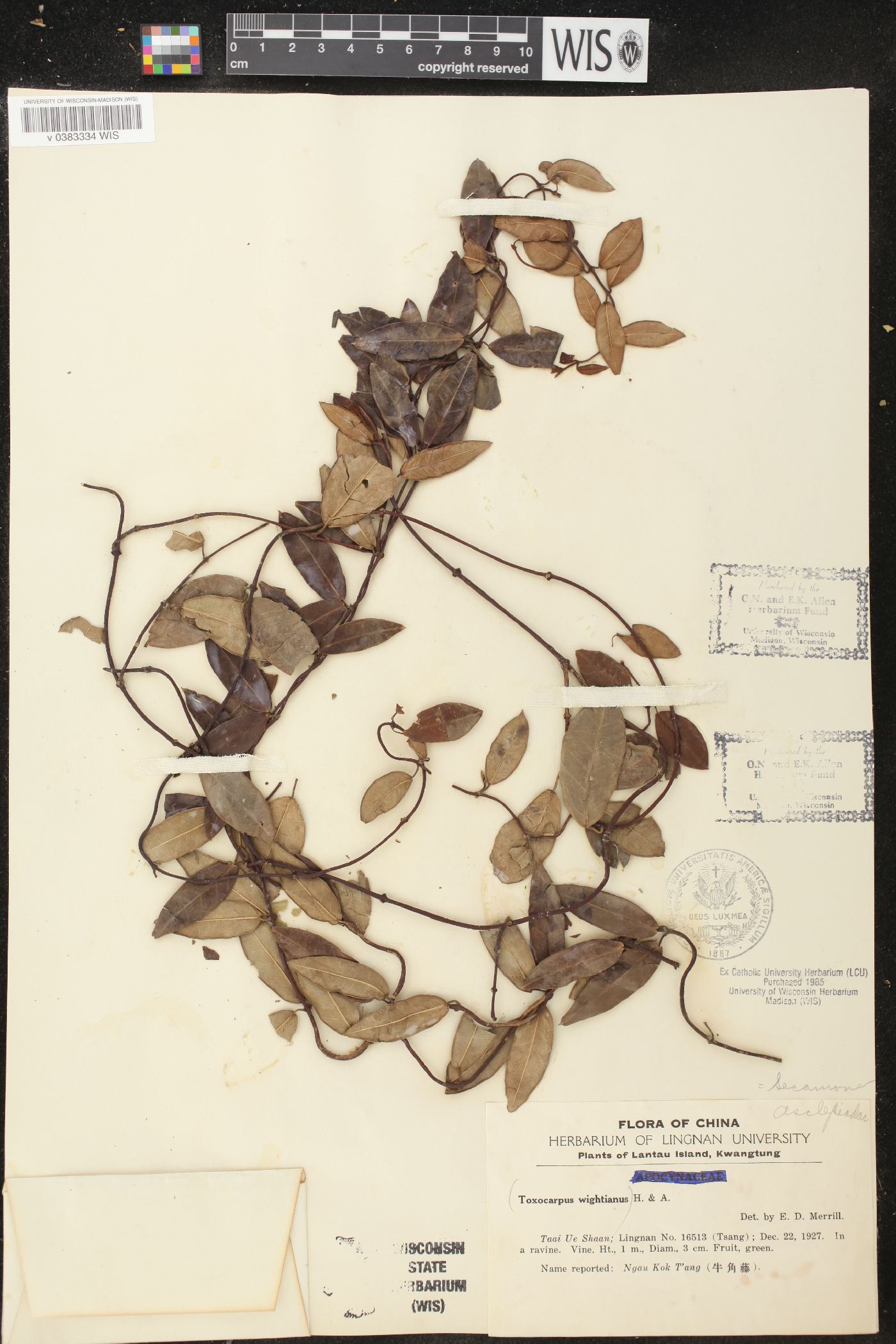 Toxocarpus wightianus image