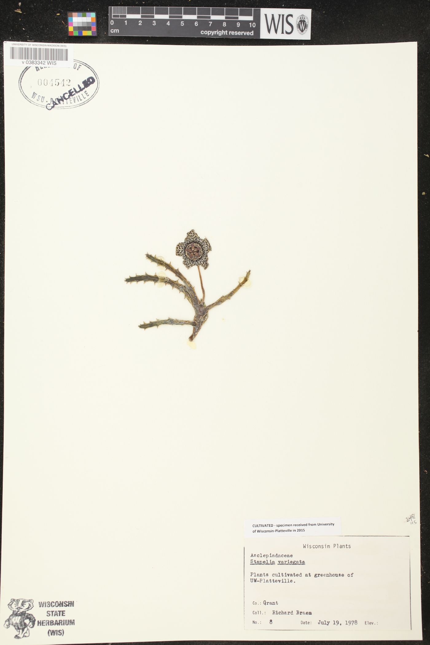 Stapelia variegata image