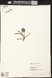 Stapelia variegata image