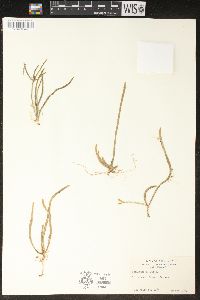 Rhipsalis baccifera image