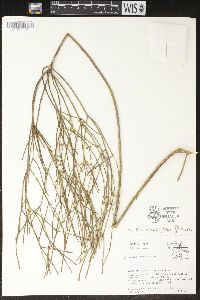 Rhipsalis baccifera image