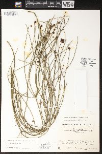 Rhipsalis baccifera image