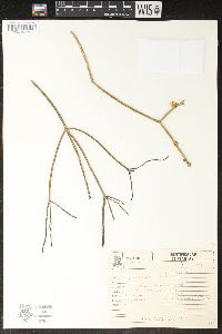 Rhipsalis grandiflora image