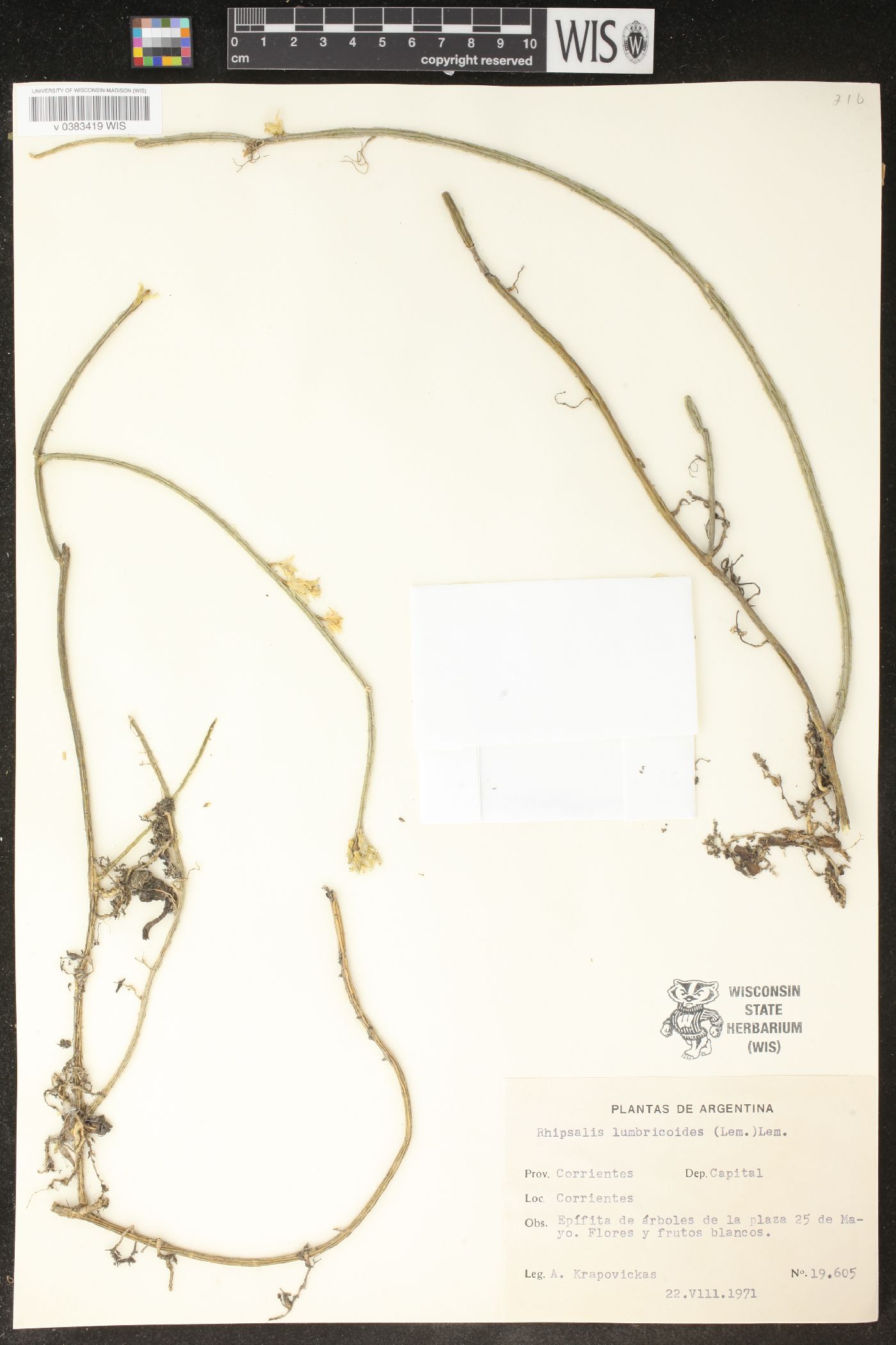 Rhipsalis lumbricoides image