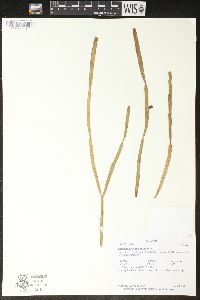 Rhipsalis micrantha image