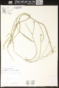 Rhipsalis cereuscula image